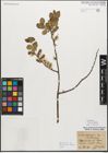Foto von Salix myrsinifolia Salisb.